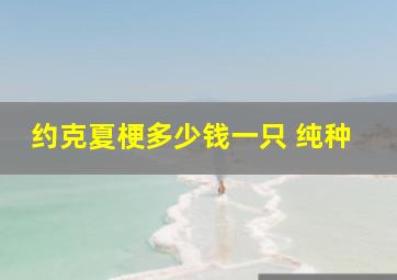 约克夏梗多少钱一只 纯种